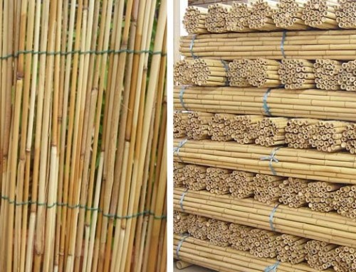 canne di bamboo