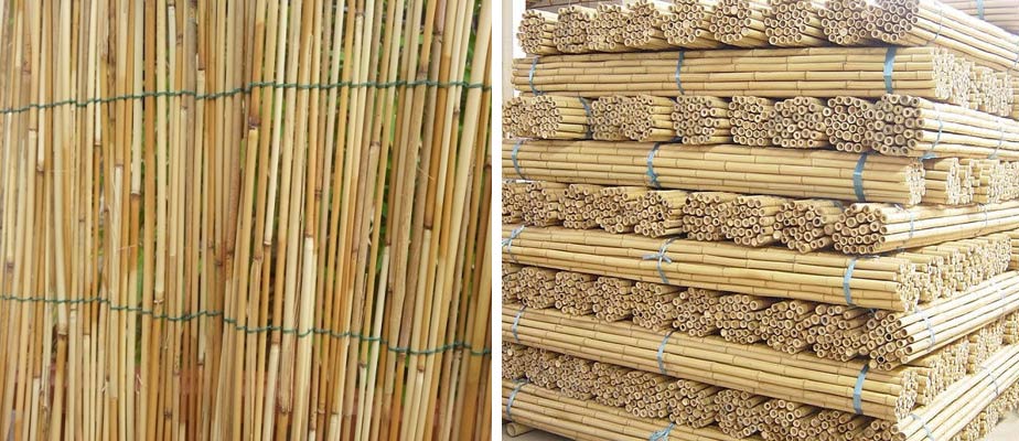 canne di bamboo